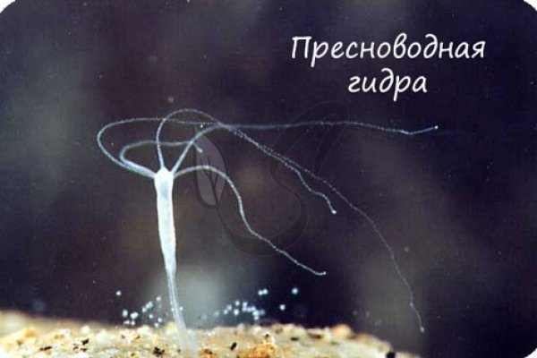 Наркошоп кракен